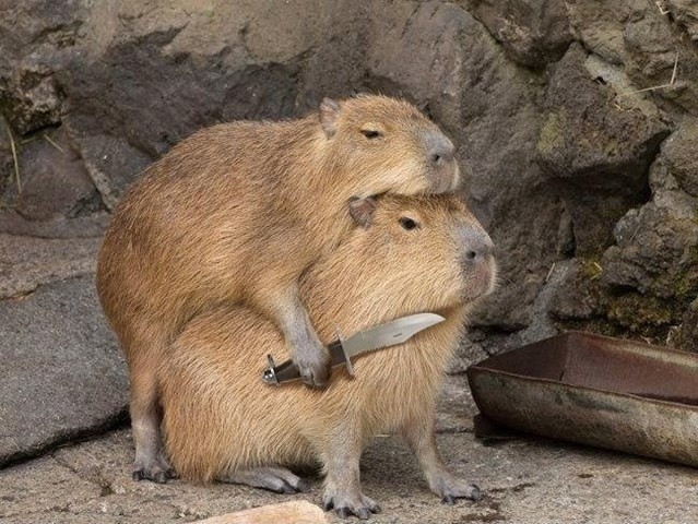 Capybara 5